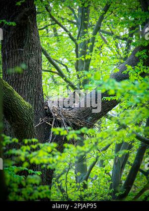 OWL de l'Aigle eurasien Bubo Bubo assis sur un nid dans la couronne de l'arbre avec des petits et de la garde, gros plan, photo de la faune, la meilleure photo Banque D'Images