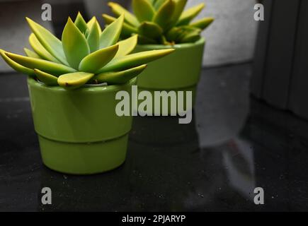 Plantes du genre Crassulaceae en pots dans un fleuriste. Succulents. Banque D'Images