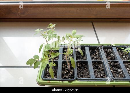 Semis en intérieur poussant dans un petit plateau de semis avec des jeunes plants de tomates Banque D'Images