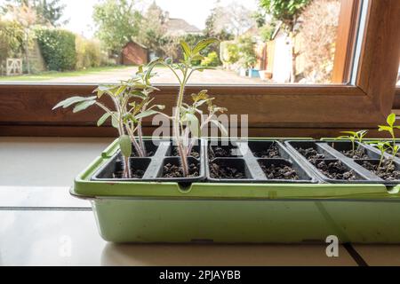 Jeunes plants de tomates à l'intérieur dans le plateau de semis Banque D'Images