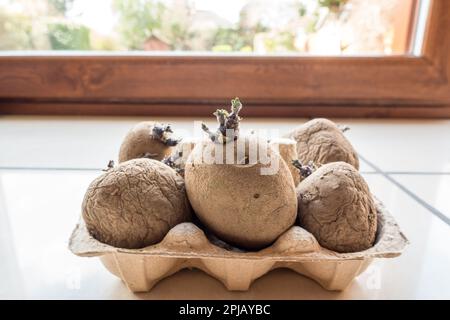 Bac à œufs ou pousse-pousse de pommes de terre à l'intérieur Banque D'Images