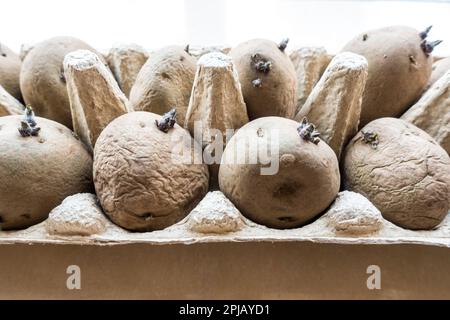 Germe de pommes de terre à la maison dans une boîte à œufs Banque D'Images