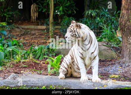 'Keysa', un tigre du bengale blanc au zoo de Singapour Banque D'Images