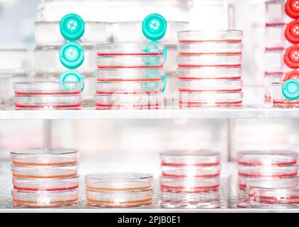 Gros plan des boîtes de culture cellulaire et des flacons de culture cellulaire dans un incubateur, symbole de la viande cultivée en laboratoire Banque D'Images