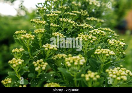 Un gros plan d'une plante avec de petites fleurs blanches Banque D'Images