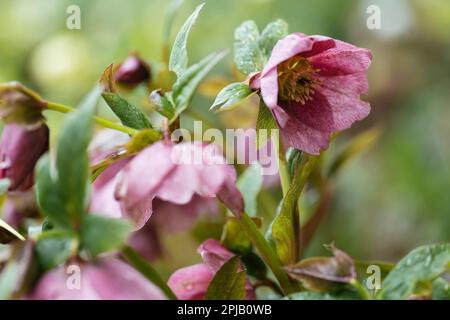 Fleurs de hellébore rose en fleur au début du printemps Banque D'Images