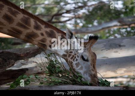 Girafe au parc national de Bannerghatta Bangalore situé dans le zoo. Refuges de la faune sauvage de la forêt à Karnataka Inde Banque D'Images