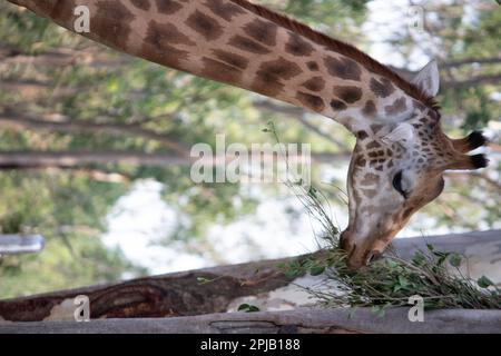 Girafe au parc national de Bannerghatta Bangalore situé dans le zoo. Refuges de la faune sauvage de la forêt à Karnataka Inde Banque D'Images