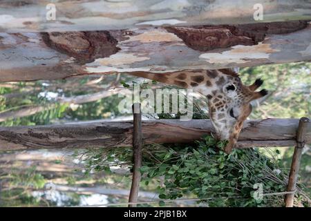 Girafe au parc national de Bannerghatta Bangalore situé dans le zoo. Refuges de la faune sauvage de la forêt à Karnataka Inde Banque D'Images