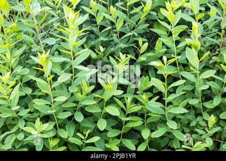 Un gros plan d'une plante avec des feuilles vertes et le mot thym dessus. Banque D'Images
