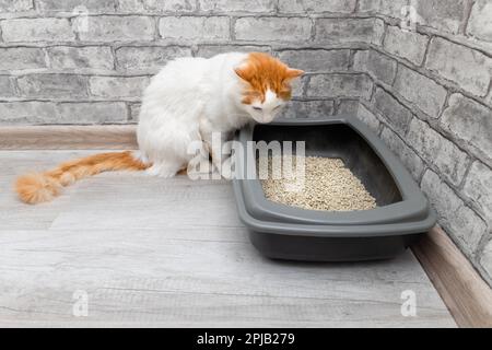 le chat domestique regarde la boîte à litière. Banque D'Images