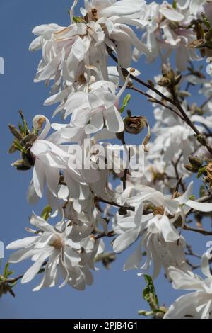 Début du printemps, arbre à fleurs, Magnolia stellata Banque D'Images