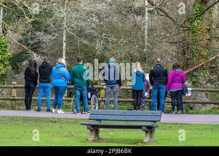 Cobh, Comté de Cork, Irlande. 1st avril 2023. Aujourd'hui, le soleil se couche au parc animalier Fota Wildlife Park de Cobh, qui a fait sortir des hordes de visiteurs pour voir les animaux. Crédit : AG News/Alay Live News Banque D'Images