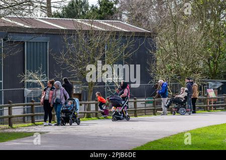 Cobh, Comté de Cork, Irlande. 1st avril 2023. Aujourd'hui, le soleil se couche au parc animalier Fota Wildlife Park de Cobh, qui a fait sortir des hordes de visiteurs pour voir les animaux. Crédit : AG News/Alay Live News Banque D'Images