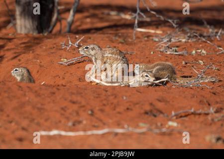 Écureuil de soie d'Afrique (Xerus rutilus), Kalahari, région de Hardap, Namibie Banque D'Images