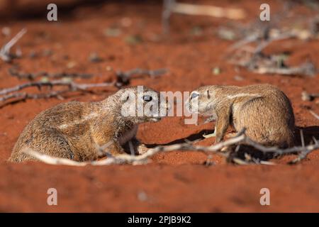 Écureuil de soie d'Afrique (Xerus rutilus), Kalahari, région de Hardap, Namibie Banque D'Images