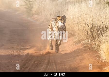 Cheetah (Acinonyx jubatus), course sur piste, Kalahari, région de Hardap, Namibie Banque D'Images