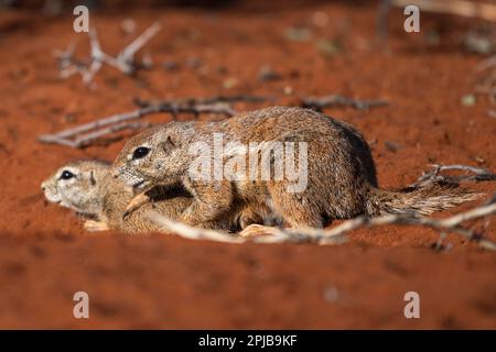 Écureuil de soie d'Afrique (Xerus rutilus), Kalahari, région de Hardap, Namibie Banque D'Images