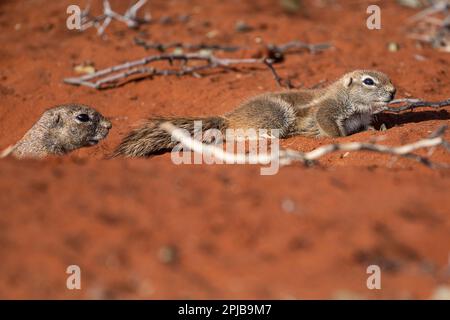 Écureuil de soie d'Afrique (Xerus rutilus), Kalahari, région de Hardap, Namibie Banque D'Images