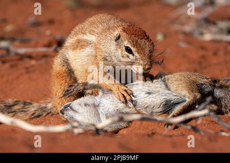 Écureuil de soie d'Afrique (Xerus rutilus), Kalahari, région de Hardap, Namibie Banque D'Images