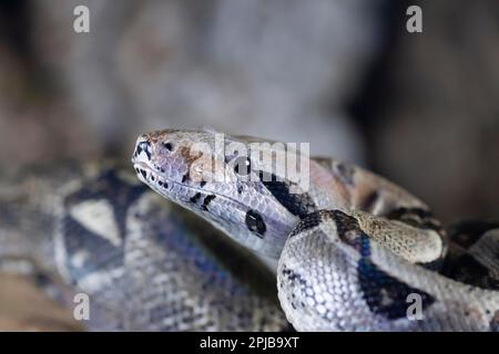 Python royal (Python regius) adulte tête de serpent portrait, Angleterre, Royaume-Uni, captif Banque D'Images