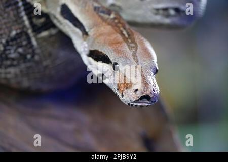 Python royal (Python regius) adulte tête de serpent portrait, Angleterre, Royaume-Uni, captif Banque D'Images