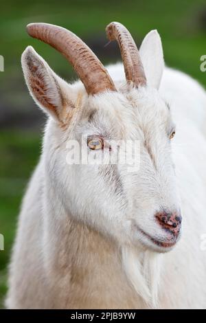 Chèvre domestique blanc (Capra aegagrus hircus) chèvre billy, portrait d'animal, Schleswig-Holstein, Allemagne Banque D'Images