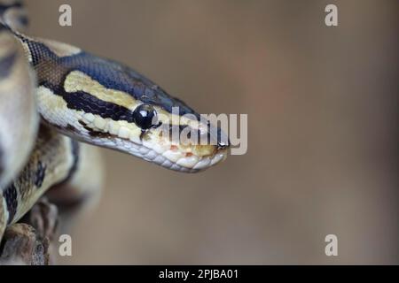 Python royal (Python regius) adulte tête de serpent portrait, Angleterre, Royaume-Uni, captif Banque D'Images