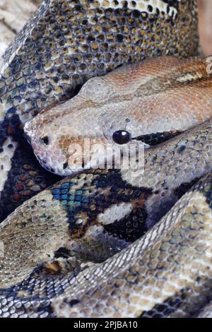 Python royal (Python regius) adulte tête de serpent portrait, Angleterre, Royaume-Uni, captif Banque D'Images