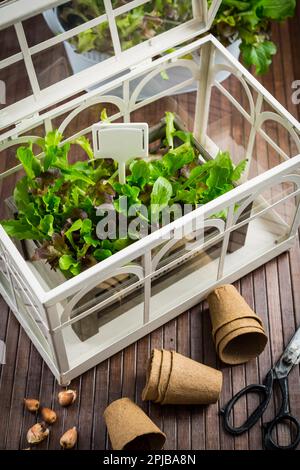 - Plantation des semences, outils de jardin avec oignons et salade fraîche Banque D'Images