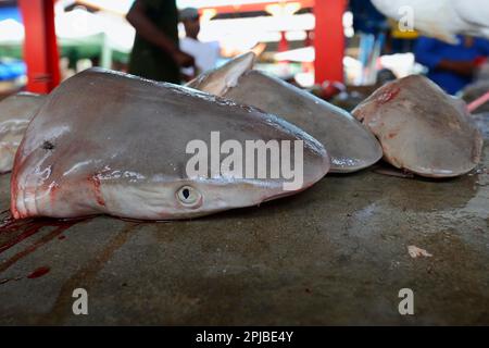 Têtes de requins fraîchement pêchés à vendre, marché aux poissons au marché Sir Selwyn Selwyn-Clarke, Victoria, île Mahé, Seychelles Banque D'Images