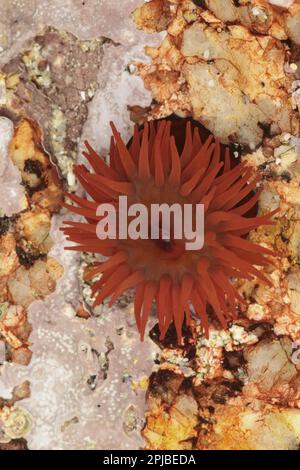 Anemones de beadlet (Actinia equina), Rose pourpre, anémone de mer, anémones de mer, autres animaux, Cnidaires, animaux, Beadlet Anemone adulte, avec tentacules Banque D'Images