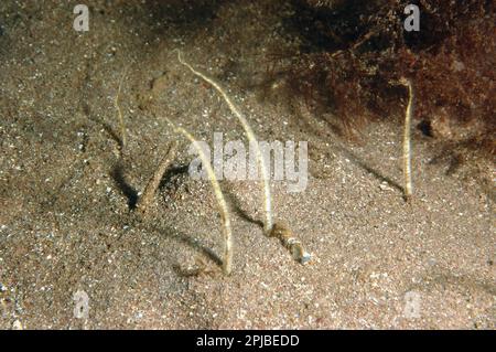 Brittlestar, Starfish, Starfish, autres animaux, échinodermes, Animaux, Sand Brittlestar (Amphiura brachiata) adulte, enfoui dans du sable mou, Torbay Banque D'Images