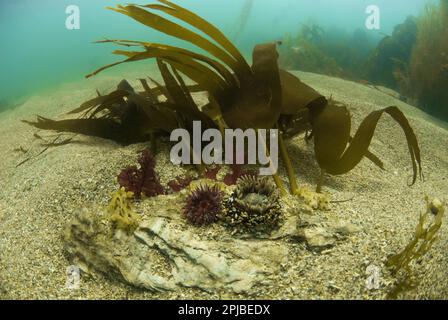 Beadlet Anemone (Actinia equina) et Jewel Anemone (Corynactis haddoni) adultes, avec tentacules étendus, avec Kelp (Laminaria spec.) sur fond marin Banque D'Images