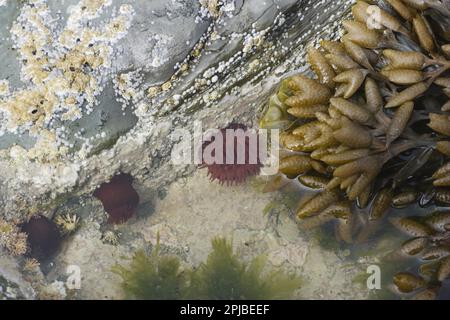 Beadlet Anemone (Actinia equina) à rockpool à marée basse, Brough Head, Mainland, Orkney, Écosse, Royaume-Uni Banque D'Images