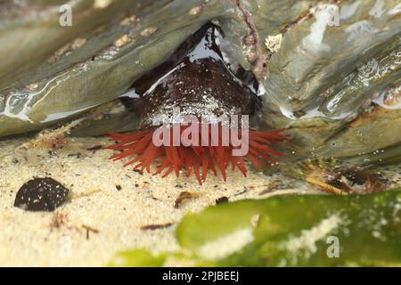 Anemones de beadlet (Actinia equina), Rose pourpre, anémone de mer, anémones de mer, autres animaux, Cnidaires, animaux, Beadlet Anemone adulte, avec tentacules Banque D'Images