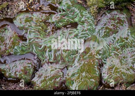 Groupe de Snakelocks Anemone (Anemonia viridis), à rockpool à marée basse, Dorset, Angleterre, Royaume-Uni Banque D'Images