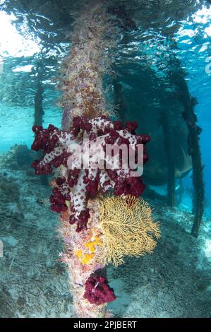 Corail poussant sur la jetée, Arborek Jetty, Dampier Straits, Raja Ampat Islands (four Kings), Papouasie occidentale, Nouvelle-Guinée, Indonésie Banque D'Images
