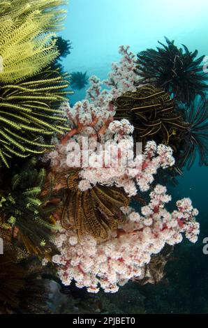 Corail à deux feuilles rouge tendre (Dendronephthya spec.) Et des crinoïdes dans l'habitat du récif, Horseshoe Bay, Nusa Kode, île de Rinca, Komodo N. P. Lesser Sunda Banque D'Images