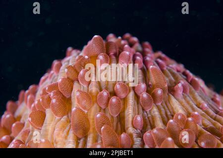 Corail aux champignons, coraux aux champignons, autres animaux, coraux, cnidaires, Animaux, Red Disc Coral (spéc. Fungia) Polypes, Lembeh Straits, Sulawesi, Sunda Banque D'Images