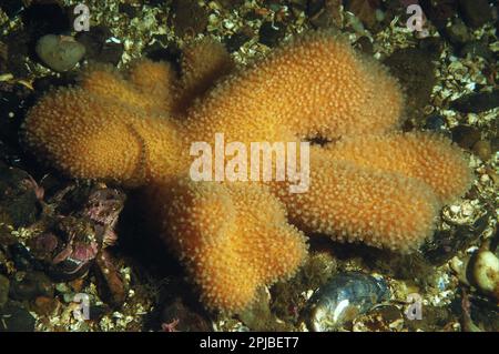 Doigts d'homme mort (Alcyonium digitatum), corail de liège du Nord, main de mer, autres animaux, coraux, Cnidaires, animaux, colonie de doigts d'homme mort Banque D'Images