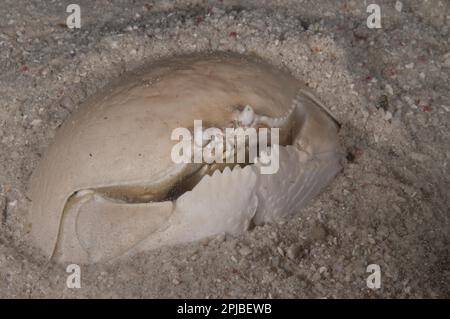 Crabes pubiens tachetés, crabes à boîte lisse (Calappa), autres animaux, crabes, crustacés, animaux, Crabe carré adulte, enterré dans du sable, île Mabul Banque D'Images