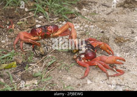 Crabe rouge de l'île de Noël (Gecarcoidea natalis), crabe de l'île de Noël, crabe des terres, autres animaux, crabes, Crustacés, animaux, Christma, crabe rouge Banque D'Images