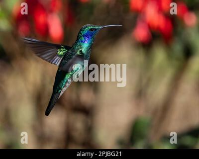 Moins d'épis de violet en vol dans la forêt nuageuse, Savegre, Costa Rica Banque D'Images