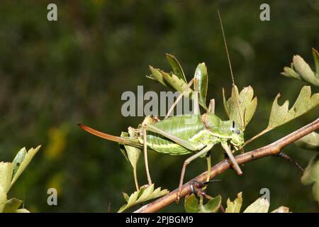 Steppe Saddleback Banque D'Images