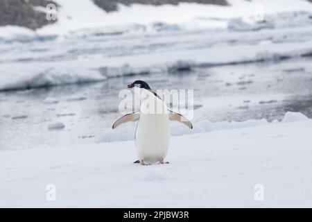 Un joli pingouin d'Adelie debout sur de la glace gelée dans un lac Banque D'Images