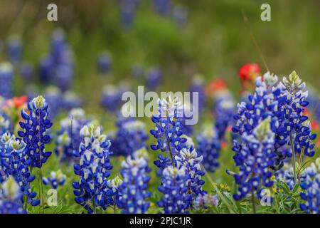 Texas Bluebonnets le long du côté de la route Banque D'Images