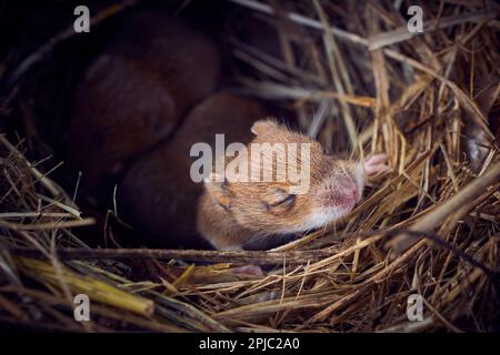 Bébé souris dormant dans un nid en position drôle (Mus musculus) Banque D'Images