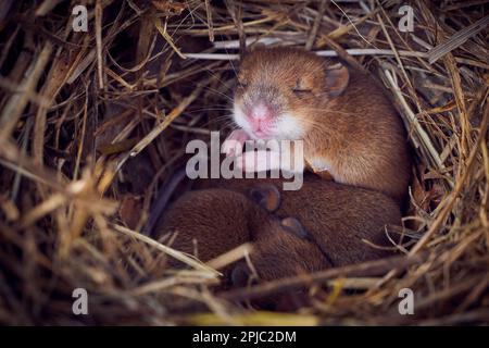 Bébé souris dormant dans un nid en position drôle (Mus musculus) Banque D'Images