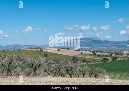 Paysage agricole andalou : grandes superficies de céréales, oliviers et amandiers entre collines et montagnes Banque D'Images